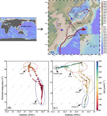 Water mass structure determine the prokaryotic community and metabolic pattern in the Korea Strait during fall 2018 and 2019